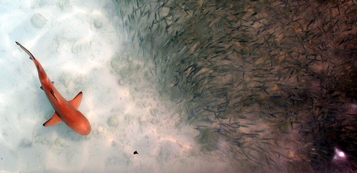 Shark skin microbiome resists infection