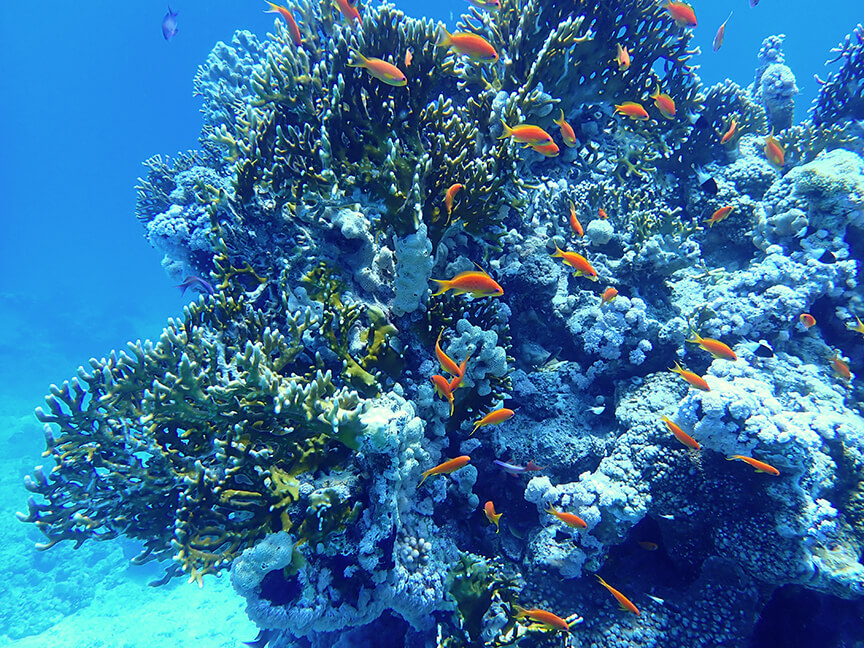 Saudi Arabia to one of the world's largest coral restoration projects