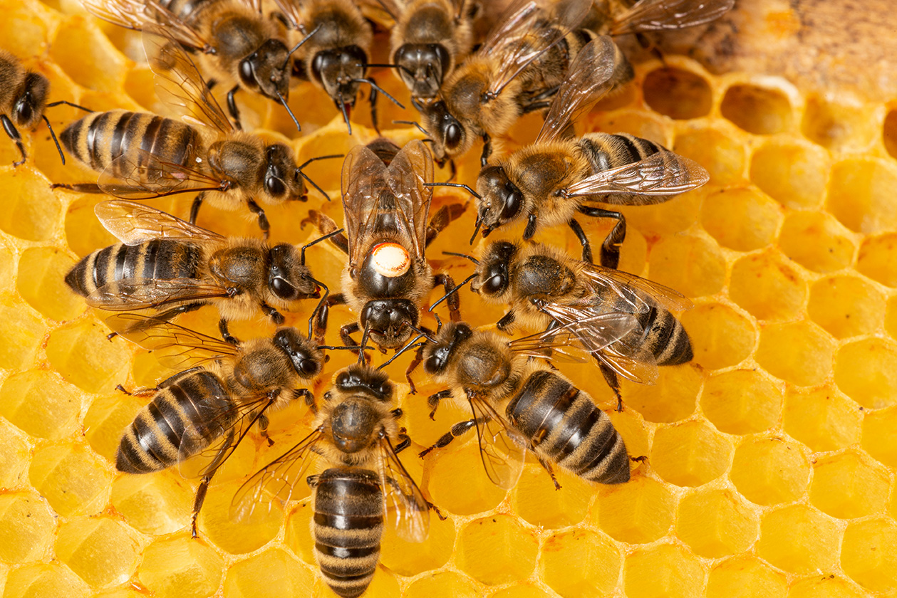فائدة مذهلة للميكروبات التي تعيش في أمعاء النحل