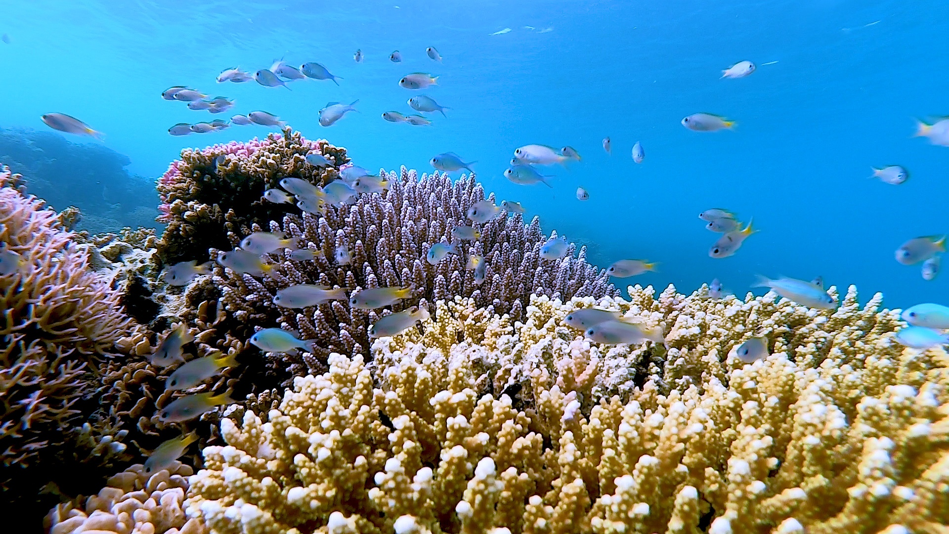 الغوص في الأعماق للبحث عن حلول لحماية الشعاب المرجانية السطحية