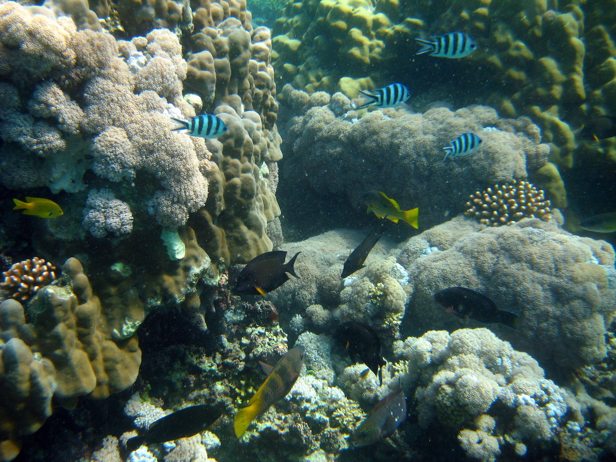 Artificial reef in Red sea teems with life