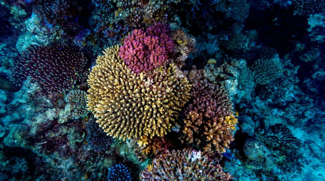 Ocean-Based Coral Nurseries