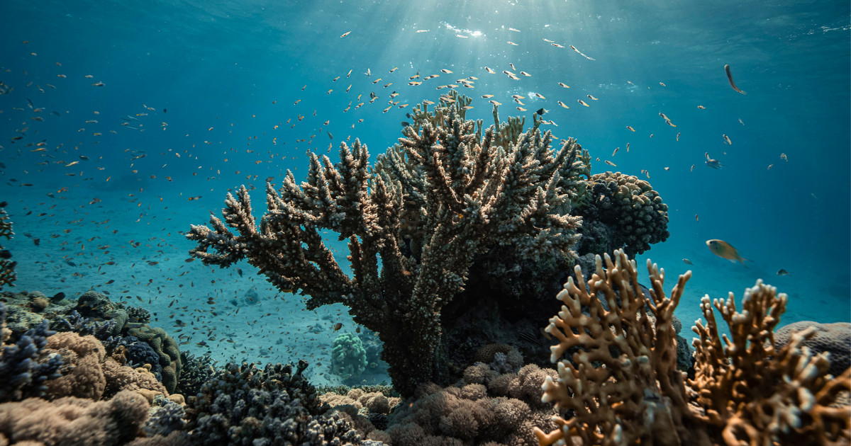 Scientists discover corals can be trained to resist disease