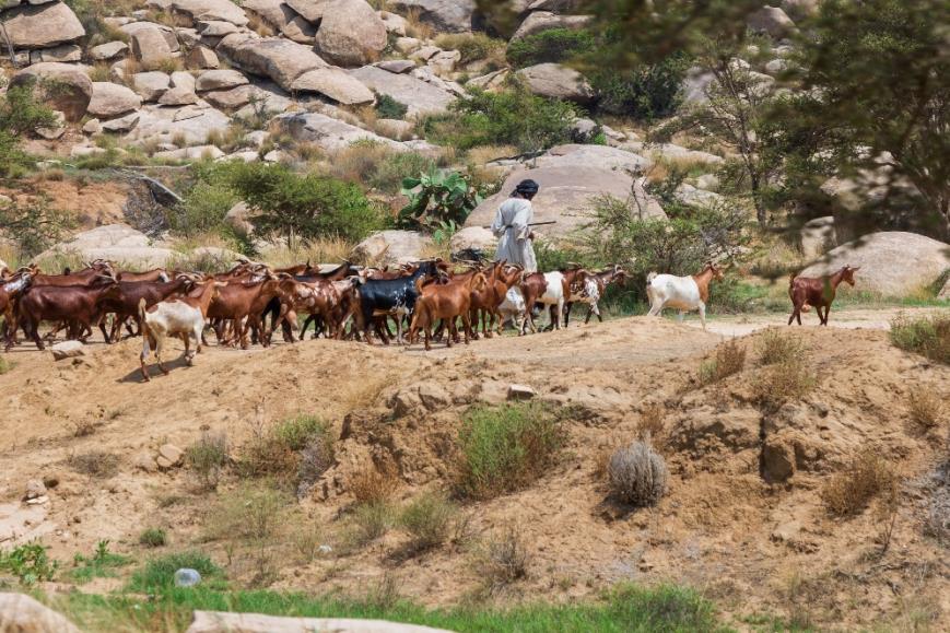 A shepherd tending sheep and goats in Saudi Arabia