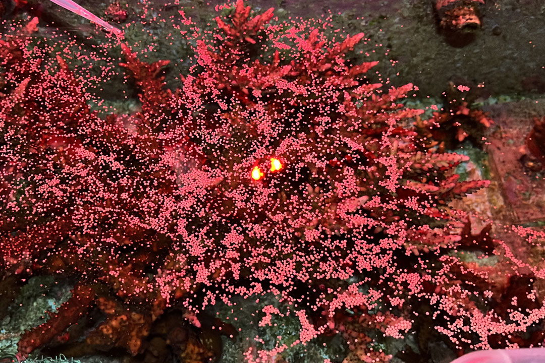 Along the Red Sea coast, coral spawning usually takes place during a brief natural window each year. At King Abdullah University of Science and Technology (KAUST)