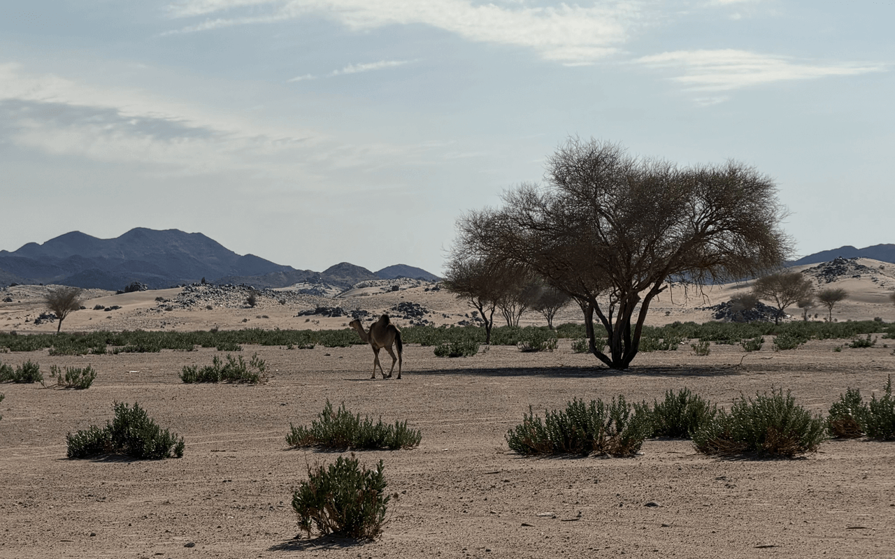 Plant species diversity dryland ecosystems grazing pressure