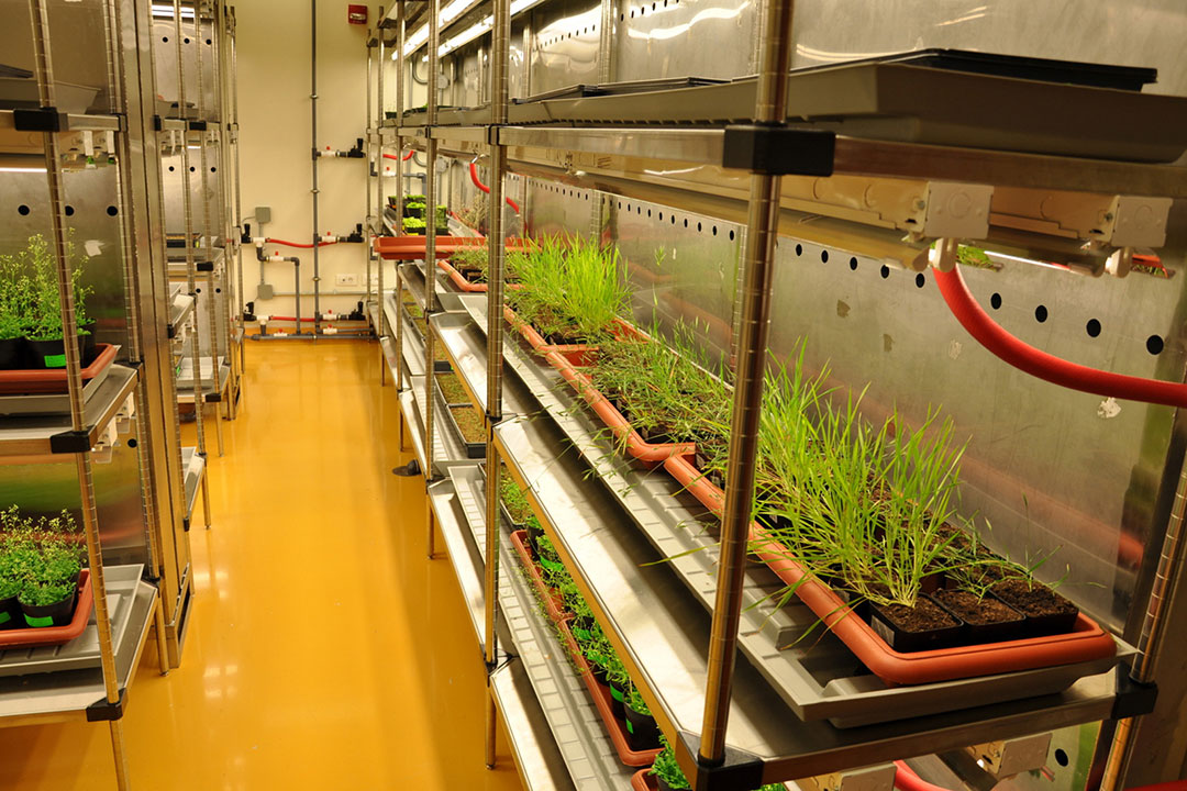 Plants reorganize proteins to protect photosynthesis during extreme heat