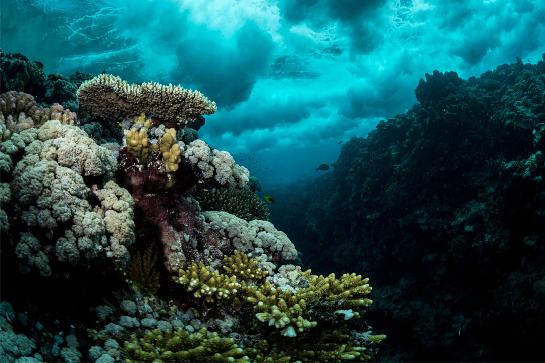 First global assessment of marine ecosystems during a year when warming exceeded 1.5°C