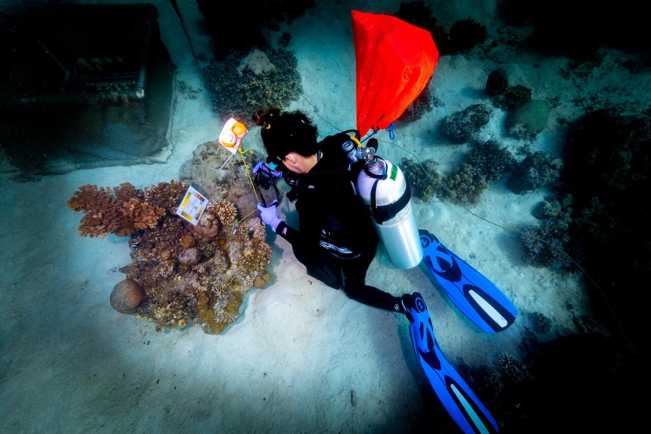 Coral health - Coral reef conservation
