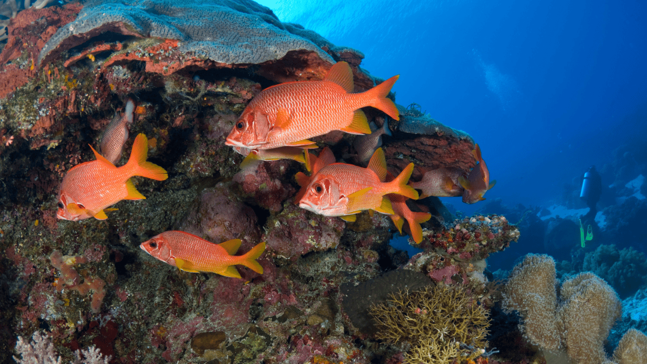 Recovering reef fish populations could nourish millions of additional people each year, study finds