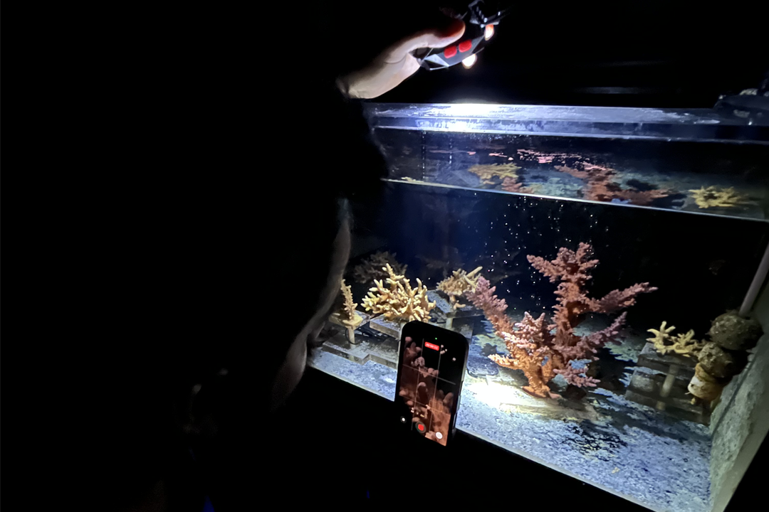 Two million eggs and growing: Inside KAUST’s coral spawning program