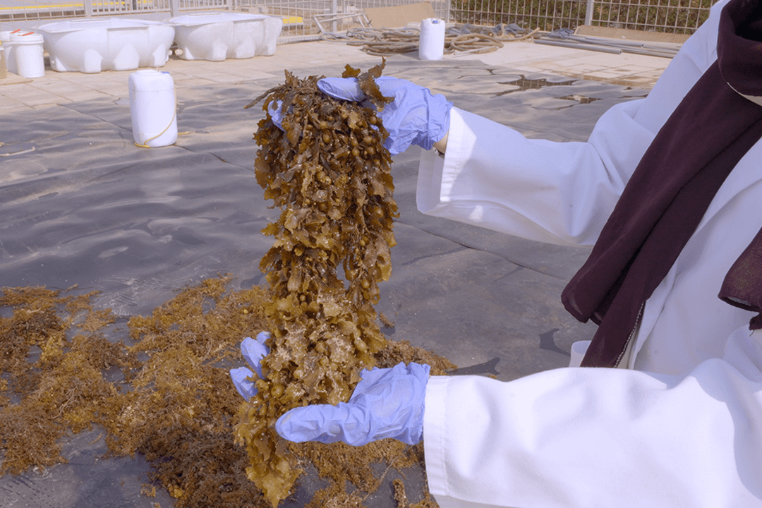 Sargassum utilization
