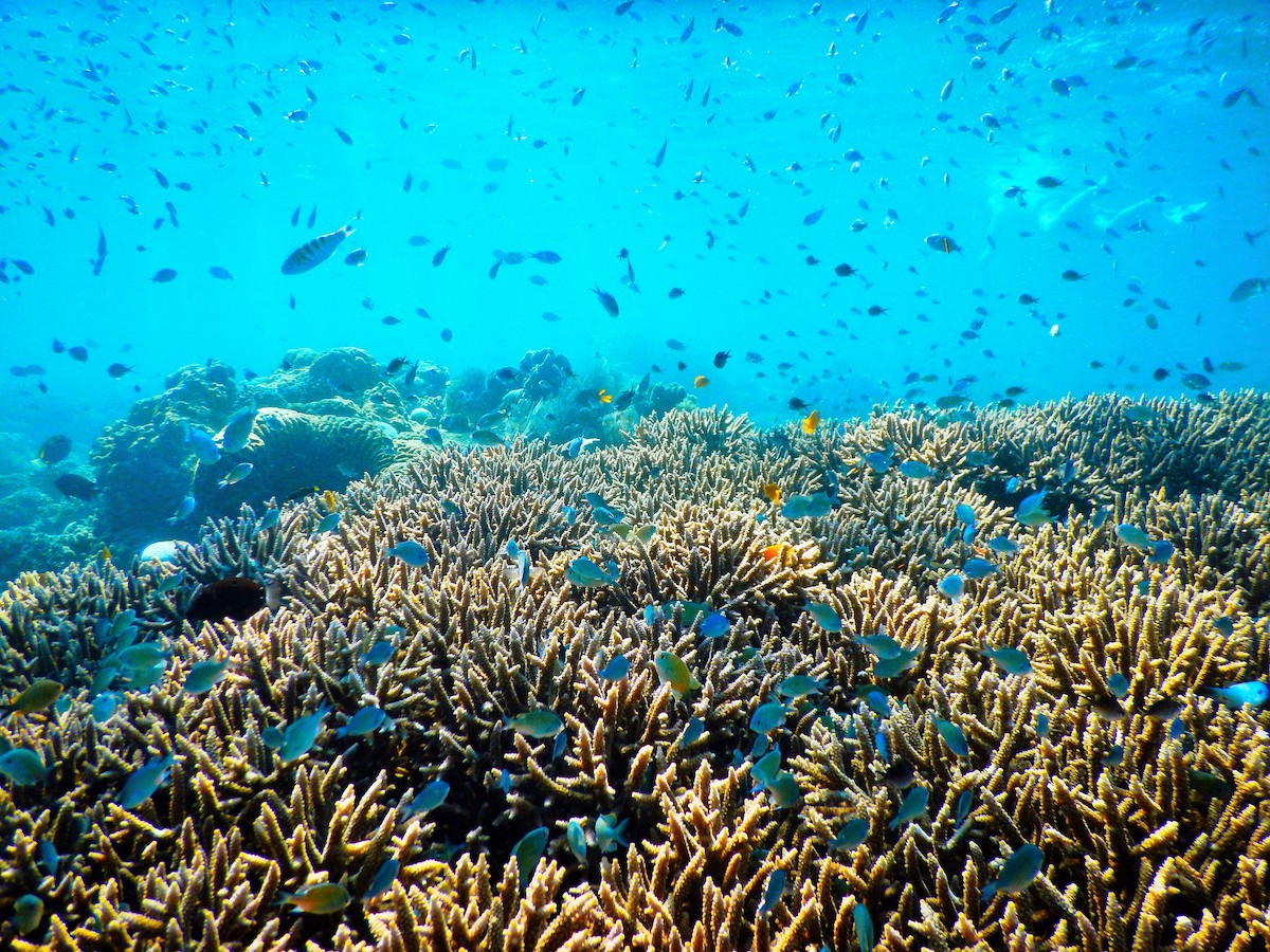 Artificial reef in Red sea teems with life