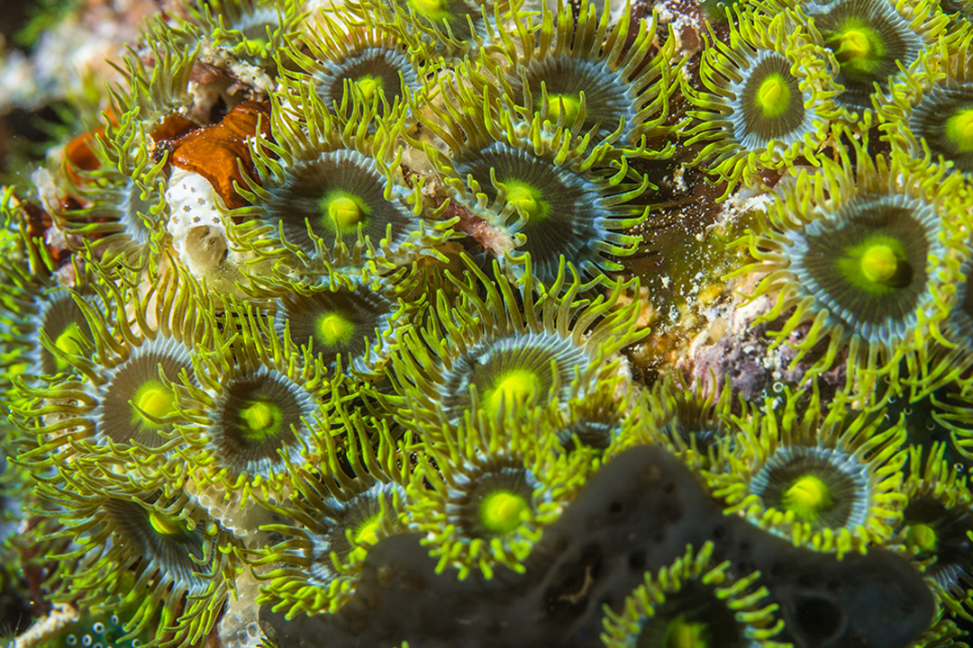   شقائق النعمان تساعد النظم البيئية للشعاب المرجانية