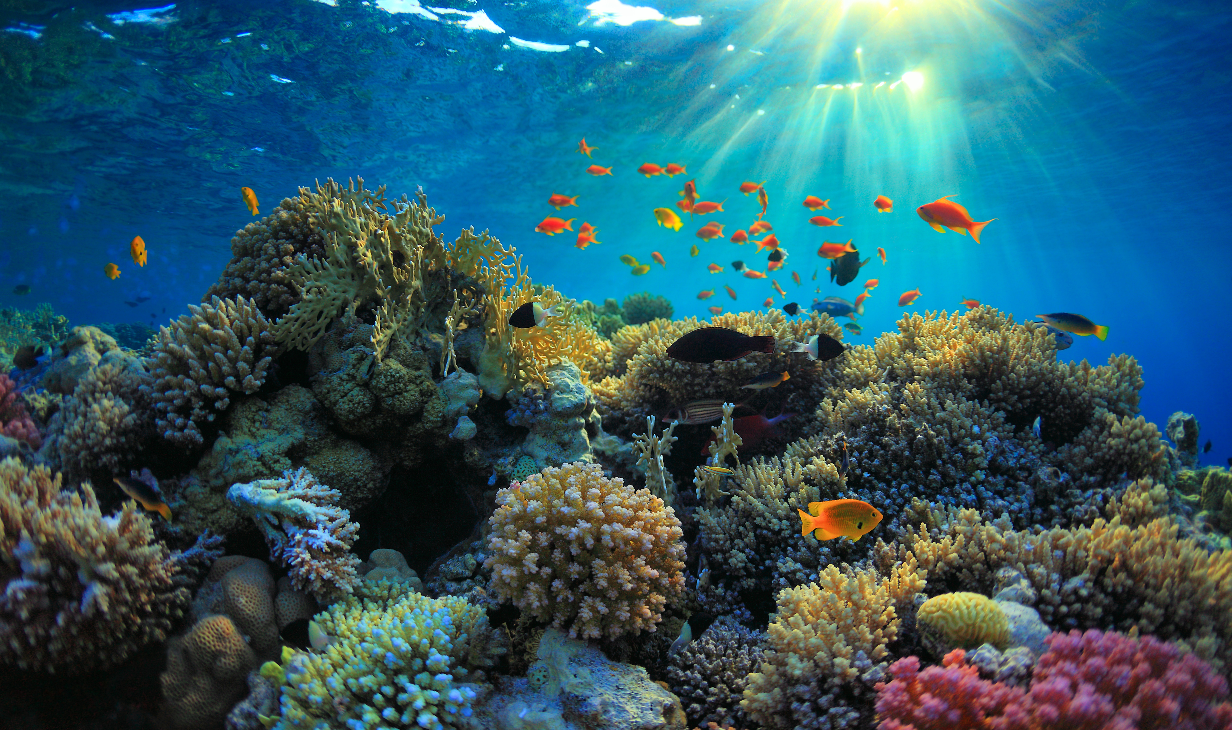 Coral video. Риф Туббатаха Филиппины. Большой Барьерный риф биоценоз. Хиккадува коралловый риф. Большой Барьерный риф в коралловом море.