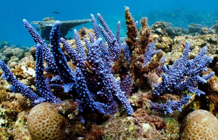 KAUST Reefscape Restoration Initiative